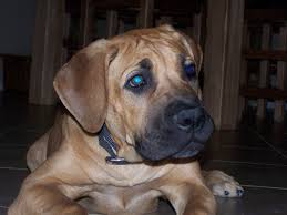 Black Boerboel Puppies For Sale In Bloemfontein Roxi The Boerboel At 12 Weeks Labrador Retriever Boerboel Labrador