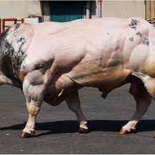 They're called belgian blue bulls, and the reason they look so bulky is because of a naturally occurring mutation called double muscling, which occurs when the animals lack a certain protein that regulates muscle growth. Muscular Development Of A Typical Sire From The Modern Belgian Blue Download Scientific Diagram