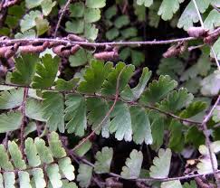 Image result for Adiantum incisum