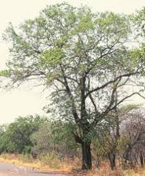 Image result for Bridelia micrantha