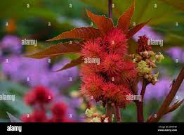 Zononi hi-res stock photography and images - Alamy