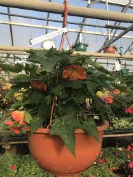 Image result for Abutilon grantii