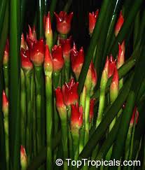 Image result for Etlingera