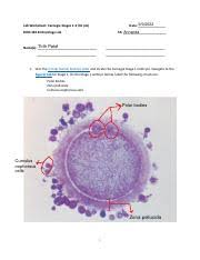 Solved: Select The Correct Answers. What Can You Infer From This Graph?  Carnegie Development Stage [Biology]