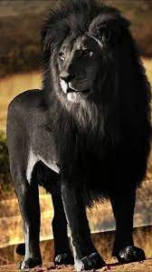 Pin By Carolyn Burgess On Melanistic Animals Albino Animals Animals Rare Animals