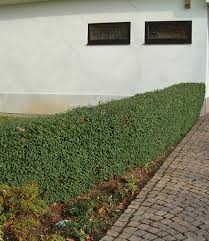 Wer liguster im herbst oder später pflanzen möchte, kann ab etwa mitte oktober wurzelnackte pflanzen kaufen. Schwarzgruner Liguster Atrovirens 1a Pflanzen Kaufen Baldur Garten