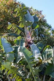 Image result for Strelitzia alba