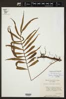 Image result for Pleopeltis  × simiana