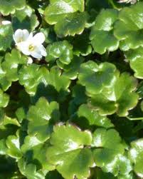 Image result for Centema