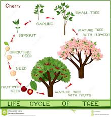 We'll take care of that. Illustration About Life Cycle Of Cherry Tree With Captions Plant Growing From Seed To Cherry Tree Illustration Of Life In 2021 Cherry Tree Life Cycles Growing Seeds