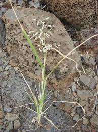 Image result for Eragrostis cilianensis