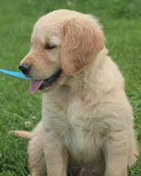 We did not find results for: Akc Golden Retriever Puppy For Sale From Windy Knoll Goldens Windy Knoll Golden Retrievers