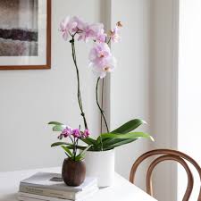 Orchids have over 28,000 species with 100,000 hybrids. How To Grow And Care For Phalaenopsis Orchids