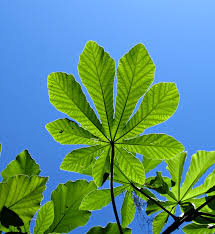 Image result for Scolopia theifolia