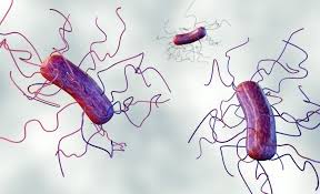 Image result for Clostridioides difficile