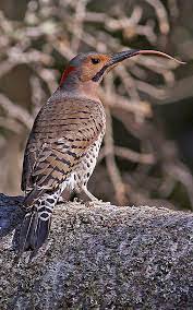 Woodpeckers are known for their peculiar beaks and the drumming sound they make. Winter S Woodpeckers March April 2018 Minnesota Conservation Volunteer Minnesota Dnr