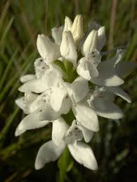 Image result for Brownleea galpinii