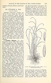 Image result for Microchloa