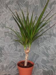 1 Bonsai Tree Live Plant Dracena Marginata Dragon Madagascar 5 Years Old 4 Pot Ebay