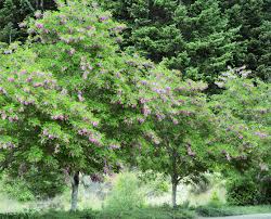 Robinia x ambigua 'purple robe'. Robinia Purple Robe Landscape Plants Oregon State University