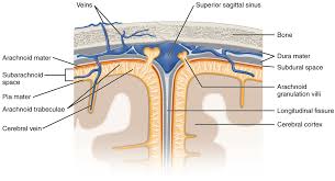 Compact bone is the outer layer and the spongy bone forms the inner layer. Circulation And The Central Nervous System Anatomy And Physiology I