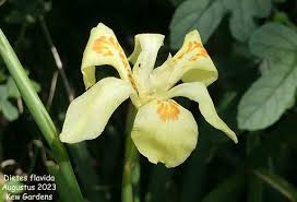 Image result for Dietes flavida