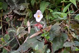 Image result for Begonia sonderiana