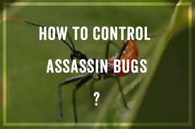 Assassin bugs, or reduviidae, are found throughout the world, with over 135 species recognized in north america alone. How To Control Assassin Bugs 2018 Guide Pest Wiki