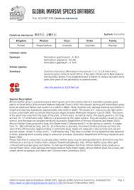 Image result for Cenchrus macrourus