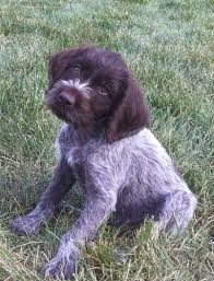 We offer started dogs for sale, puppies and finished dogs ocasionally. Wirehair Pointing Griffon Breeder Hunt Talk
