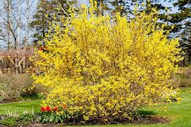 Forsythia 'courtasol' (gold tide) (gold tide dwarf forsythia) $ 32.99. How To Grow And Care For Forsythia Gardener S Path