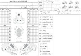 Skull Dental Diagram List Of Wiring Diagrams