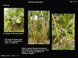 Image result for Musaceae