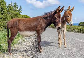 Donkey (n.) familiar term for an ass, 1785, also donky, donkie, originally slang or dialectal, of uncertain origin. Cyprus Donkey Wikipedia
