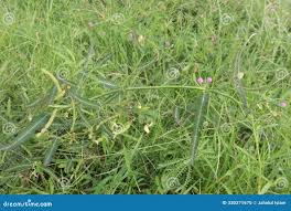 Image result for Aeschynomene glauca