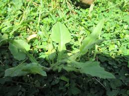 Image result for Elephantopus scaber