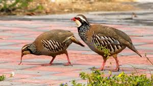 Image result for Alectoris rufa