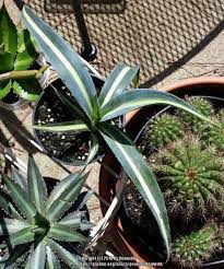 Check spelling or type a new query. Sisal Agave Sisalana Variegata In The Agaves Database Garden Org