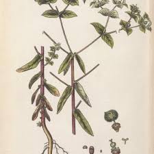 Image result for Stomatostemma pendulina