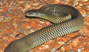 The Fierce Snake Inland Taipan Facts Questions And Answers Cool And Interesting Facts For Kids Inland Taipan Snake Dangerous Animals