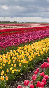 Portland square with flowers, photo credit: Tulip Fields Tulips Field Flower Flowers Wallpapers Desktop Background