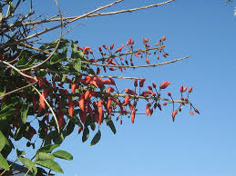 Image result for Erythrina falcata