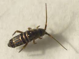 Unten sind die arbeitsblätter aufgeführt, zu denen internetlinks angeboten werden. Springschwanz Von Oben Vielleicht Tomocerus Vulgaris Foto Bild Natur Insekten Tiere Bilder Auf Fotocommunity