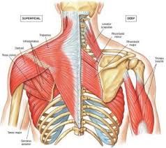 The scapula (shoulder blade) is elevated by the trapezius muscle, which runs from the back of the neck to the middle of the back, by the rhomboid major and rhomboid minor muscles in the upper back, and by the levator scapulae muscle, which runs along the side and back of the neck. Shoulder Pain While Hiking Learn How To Fix It Trailside Fitness