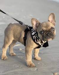 Our Little Munchkin Root Follow Her Rootthetoot Visit Us At Www Poeticfrenchbulldogs Com Fawn French Bulldog Cute French Bulldog Cute Animals