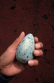 في نظام هاتفك فبمجرد الانتهاء من تثبيت أي منهم يتم تغيير شكل الهاتف بالكامل في كل شئ تتخيله سواء كانت الأيقونات أو واجهة الهاتف حتى نظام استخدام الهاتف سيتغير أيضاً ولمزيد من المعلومات حول هذه التطبيقات تابعوا الفقرات التالية. 8 Ø£Ù†ÙˆØ§Ø¹ Ø·ÙŠÙˆØ± ØªØ¶Ø¹ Ø¨ÙŠØ¶ Ù…Ù„ÙˆÙ† Ø·Ø¨ÙŠØ¹ÙŠ Ø§Ù„Ù…Ø±Ø³Ø§Ù„