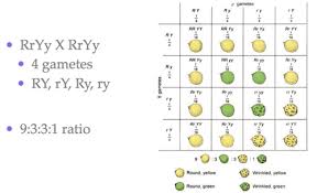 Mendelian genetics (unit 8) 40 terms. Biology Chapter 12 Mendel S Experiments And Heredity Flashcards Quizlet