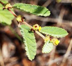 Image result for Waltheria indica