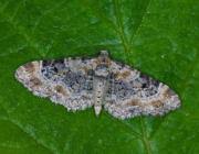 Image result for Eupithecia pulchellata