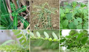 Image result for Phyllanthus
